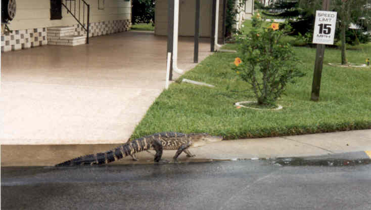 alligator on the streets in Fort Meyer, Fl